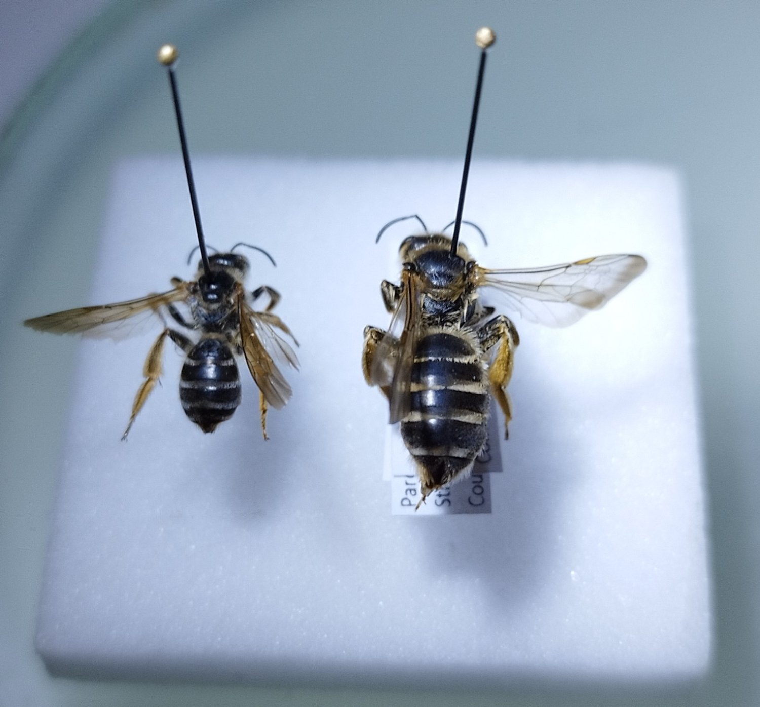 Réf. 336070 — INSECTA > Hymenoptera > Halictidae > Halictus (Halictus